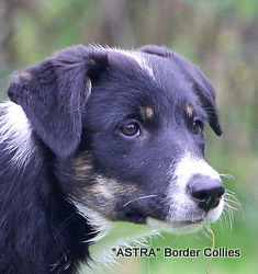 Triclour female, Smooth to medium coat, border collie puppy